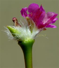  Inflorescence (cymose) with involucral leaves removed